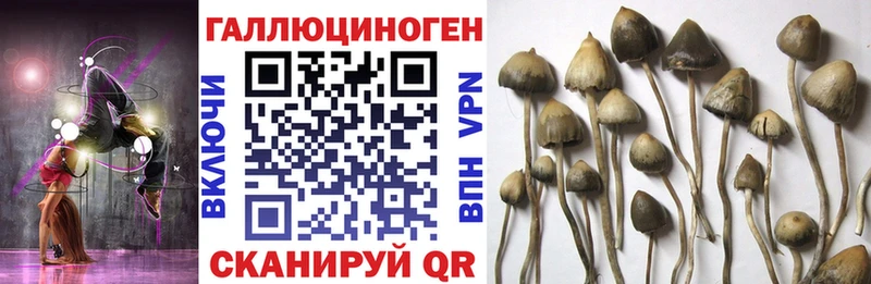 где продают   Кочубеевское  Галлюциногенные грибы Magic Shrooms 